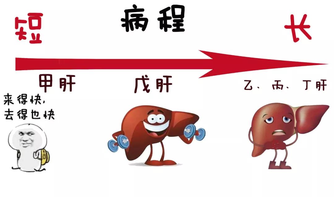 甲型肝炎一般发病急,病程持续时间较短,恢复快,一般不发展为慢性肝炎