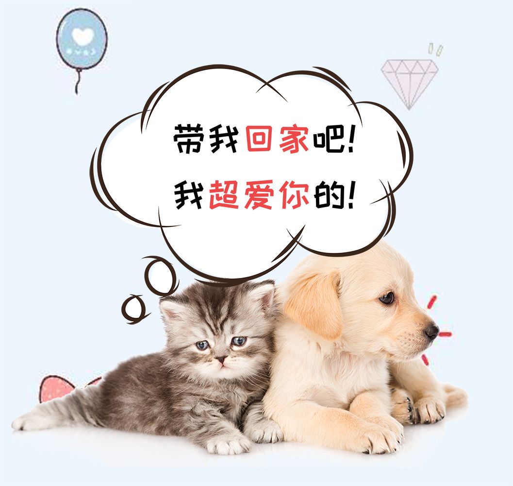 玲听时光 | 流浪动物哪是家 更多关爱靠大家