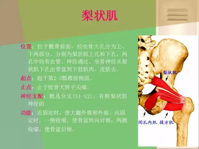 骨盆的功能解剖:骨盆关节的骨头结构
