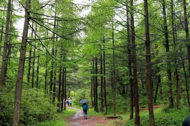 【高山草甸】8月3日 东佛沟徒步穿越东坪沟,尽览南北风光