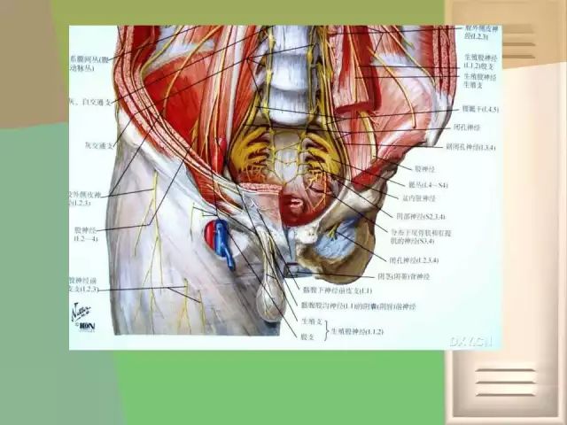 骨盆的功能解剖:骨盆关节的骨头结构