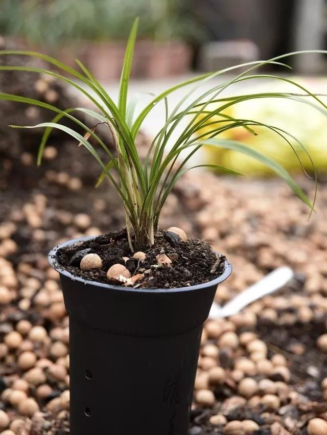 夏天种植兰花?别开玩笑了,除了天气热,这个原因才真正影响成活