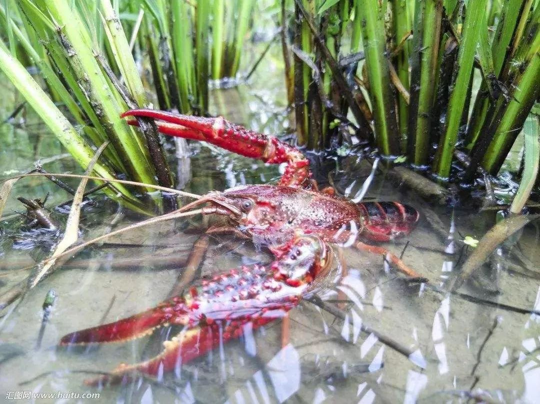 稻虾共作模式夏秋季节管理技术要点