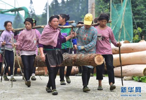 几位乌英苗寨妇女合力扛木头,准备修建新木楼