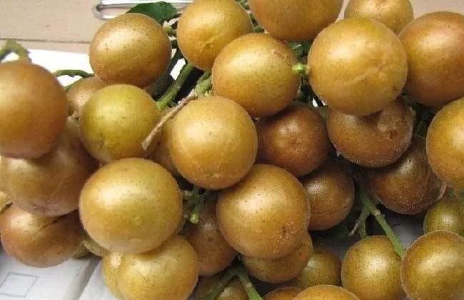 如何种植黄皮果 4292890eb49c479d8fec3872b9e8742c.jpeg