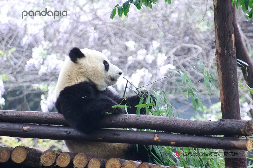 全国到处都在下雨,你最近上班迟到了吗?_熊猫果