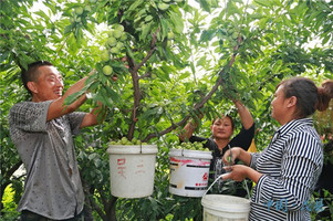 茂县5万余亩羌脆李陆续成熟上市 预计产量达6万吨 澳门大发888游戏下载