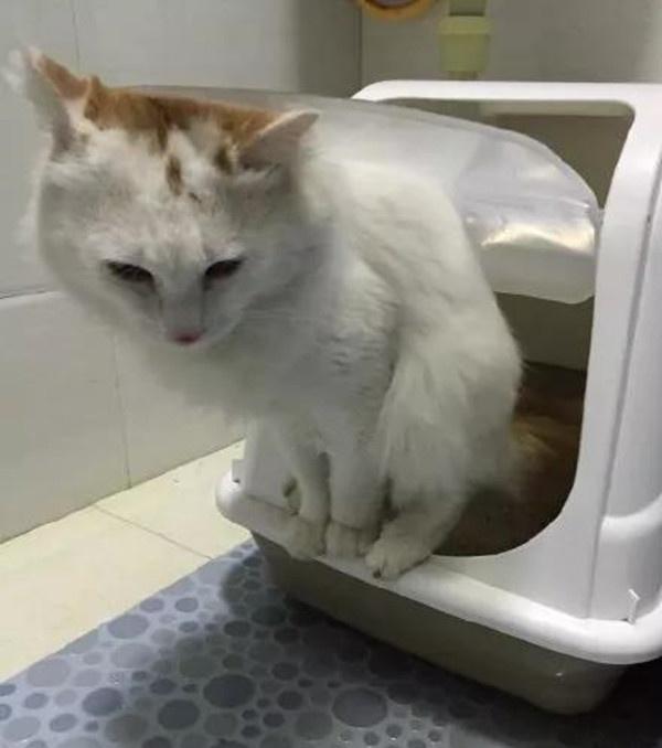 小猫花式拉臭臭只有铲屎官才能体会到的感受深吸一口真香