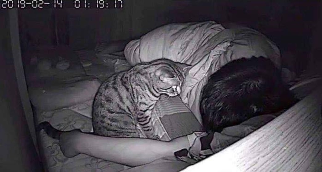 男子睡觉总感觉喘不过气,翻看监控,原来是猫咪