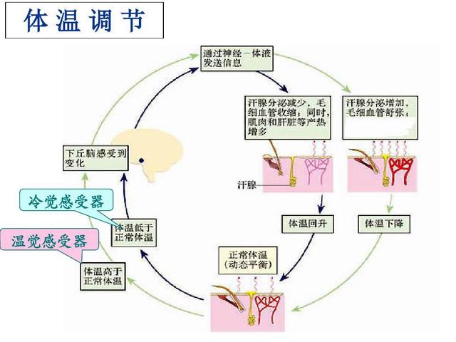 咸鱼妈为此还找了一张图,外圈是身体受热,内圈是身体遇冷的体温调节