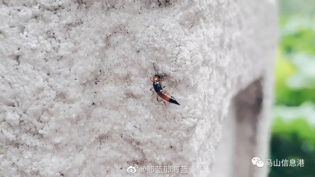 看到这种虫,千万别用手拍!已有网友挨了…_毒液