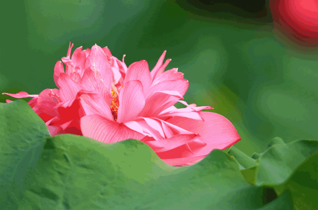 壁纸 花 桌面 640_422 gif 动态图 动图