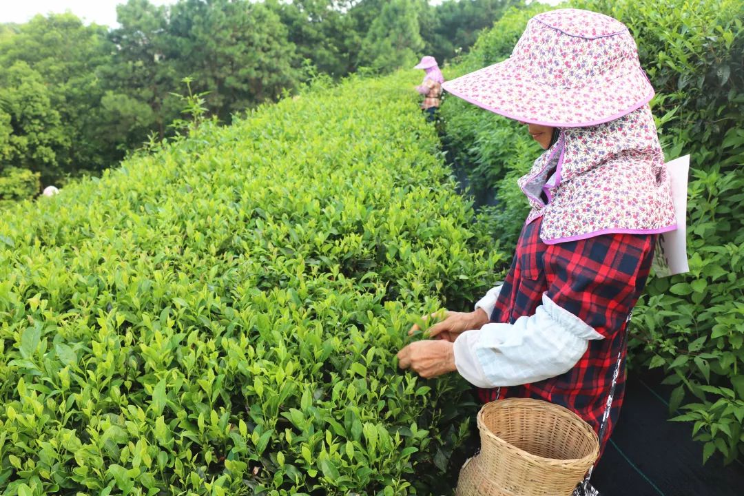 贵港市首届茶叶采摘及绿茶手工制作技能比赛在覃塘区举行