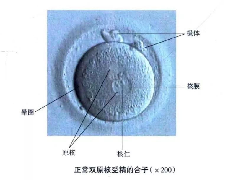 【生殖吧】这是你想要的优胚!明明白白胚胎质量评分