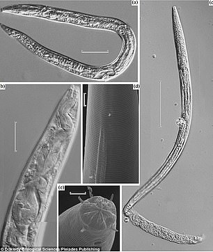 俄罗斯永久冻土层中4.1万年前古代线虫被“唤醒”？