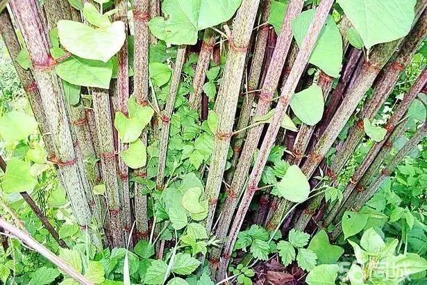 小时候吃的“酸筒杆”，却是很多中成药的原材料！人工种虎杖，效益相当不错！_繁殖