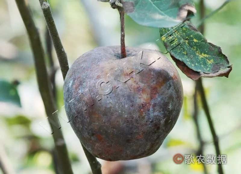 树腐烂病—溃疡型病树主干苹果腐烂病是苹果树上最为常见的一种病害