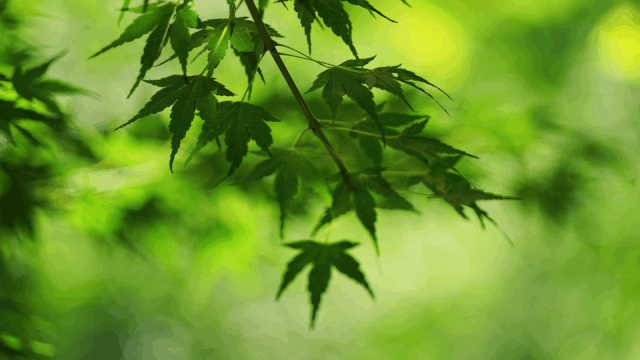 背景 壁纸 风景 绿色 绿叶 树叶 植物 桌面 640_360 gif 动态图