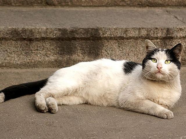 原创橘猫蹲在医院门口找媳妇,没想到被兽医拖走绝育,猫脸上满是绝望