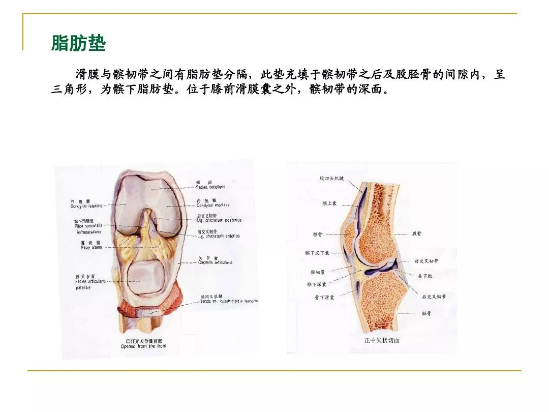 膝关节骨性关节炎的中医综合治疗