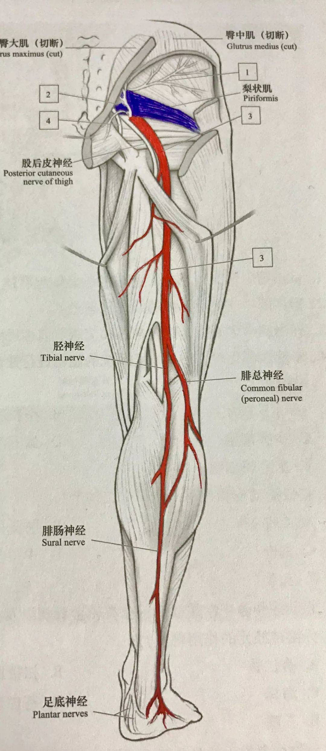 坐久了屁股疼怎么办