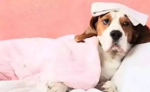 怎么看小狗是否中暑 e3b48d101fa5438cb8aa5c4ddab1dd24.jpeg