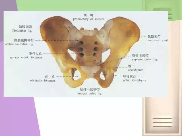 骨盆的功能解剖骨盆关节的骨头结构