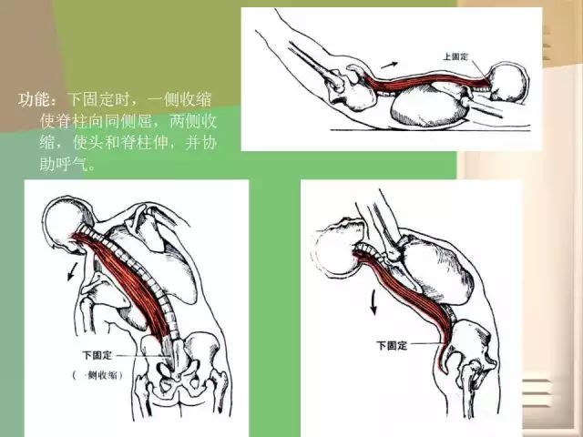 骨盆的功能解剖:骨盆关节的骨头结构