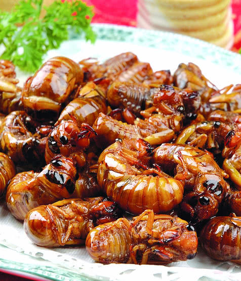 油炸金蝉，万万别焯水，这样处理下再炸，焦香又酥脆，特诱人!