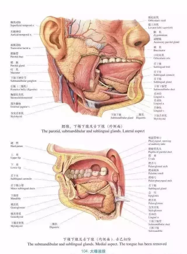 胆小慎入精美口腔解剖图