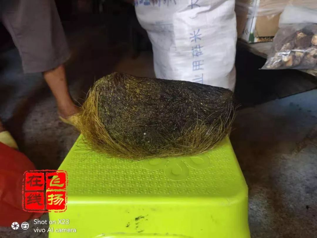 博白沙河镇一村民杀猪获得巨大"猪宝",有两斤多重!