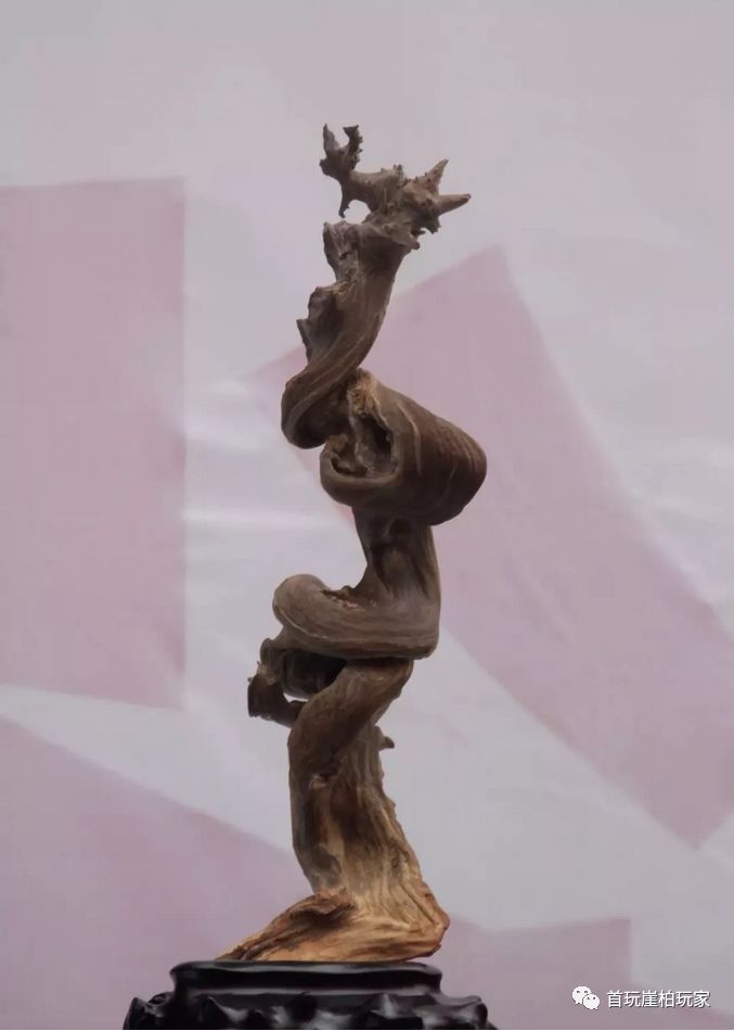 总价值几十个亿,这才是中国太行精品崖柏.