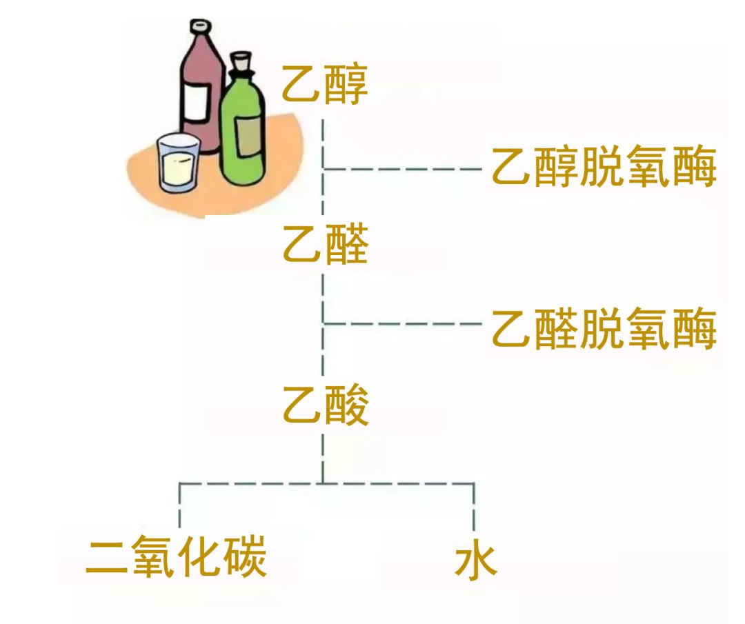 酒精(乙醇)进入体内后,由乙醇脱氢酶代谢为乙醛,然后再由乙醛脱氢酶