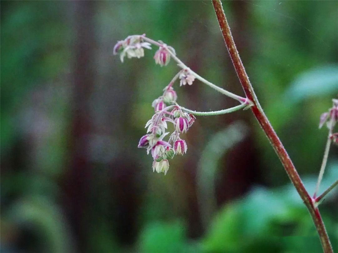 原创 这种植物浑身带刺,在农村与城市都"混得开