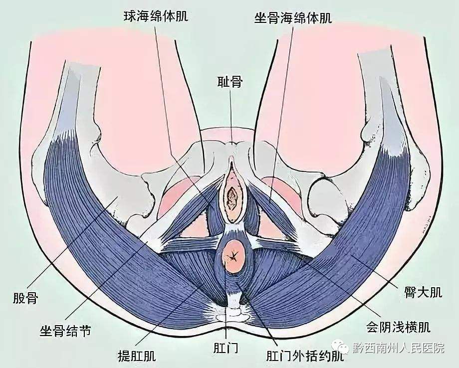 州人民医院开展盆底超声检查 关爱女性的"难言之隐"