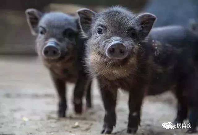 有人说2019年下半年的猪价,像一匹奔驰的野马