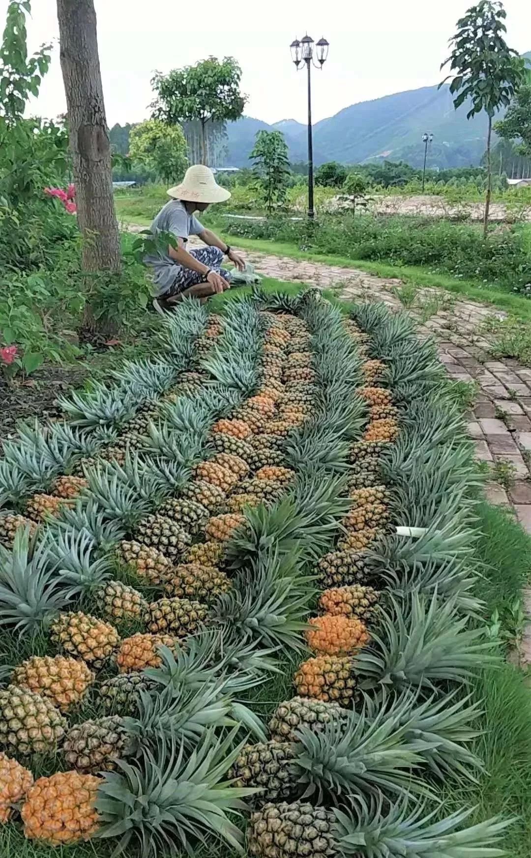 9元】火龙果成熟了!来聚福农场采摘台湾凤梨还有