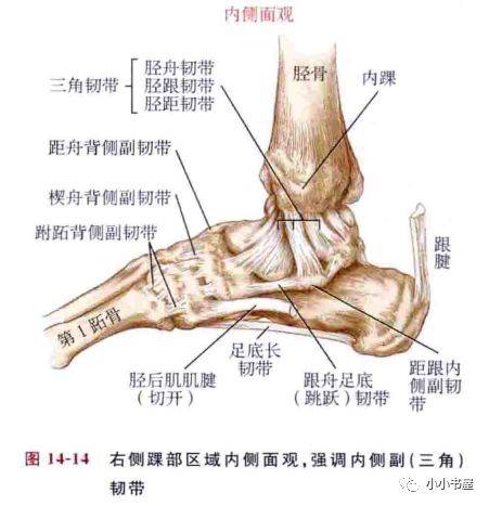 深层有连接胫骨和距骨的胫距前韧带和胫距后韧带,胫距后韧带是整个