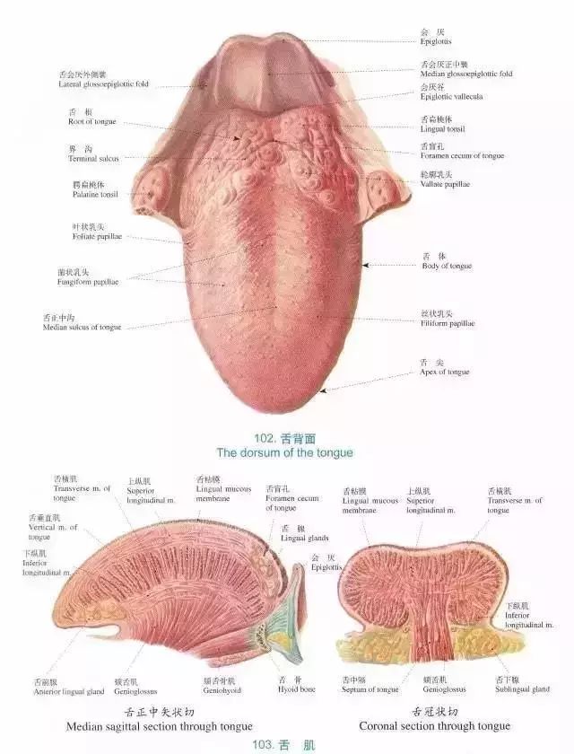 胆小慎入精美口腔解剖图