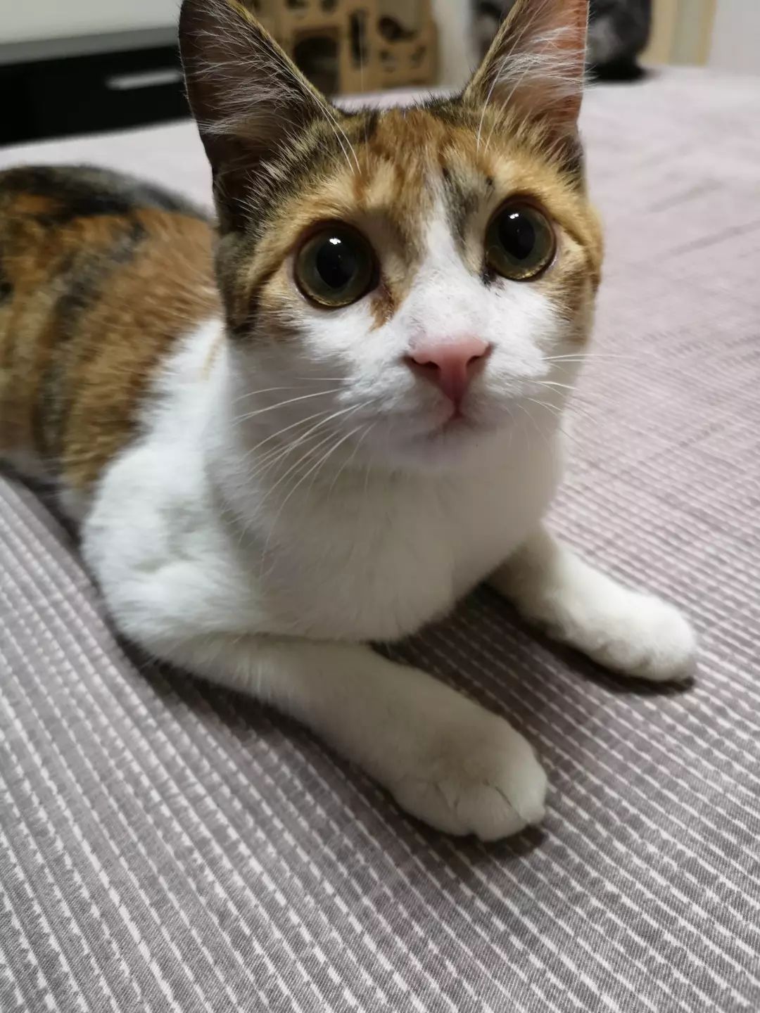 我们又去浦东啦丨第27届上海宠物领养日三林