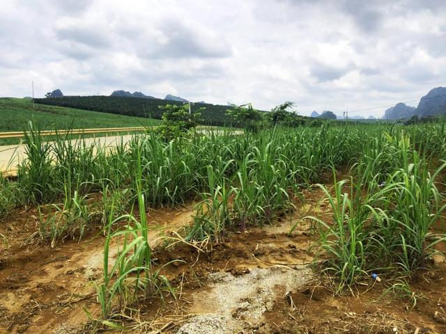 崇左市江州区甘蔗生长情况调研报告_种植