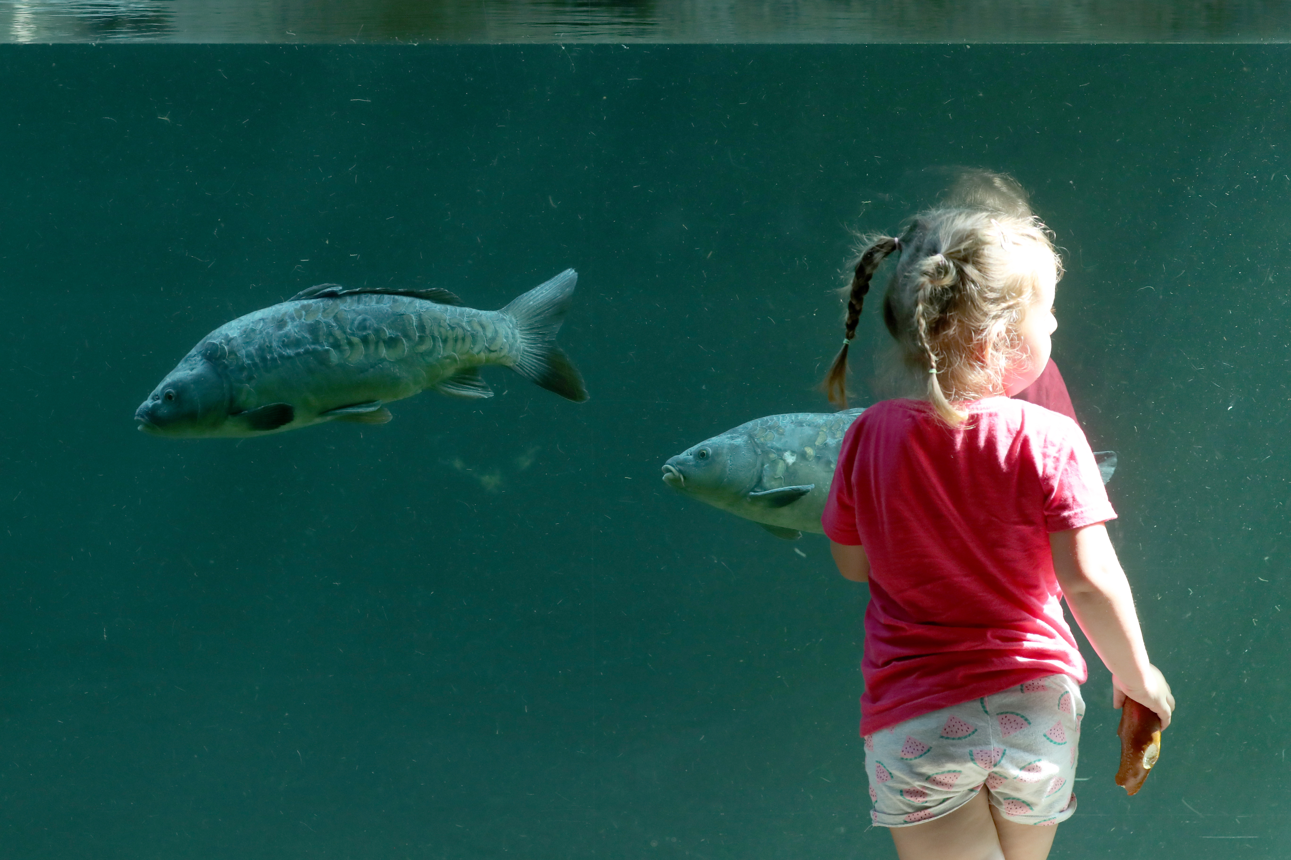 7月29日,在德国柏林动物园,一名小女孩在观看鱼类.