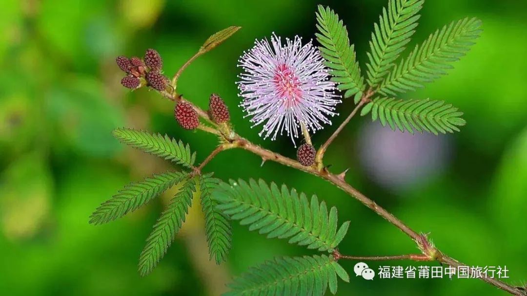 跟着植物导师化身 植物小达人 观察猪笼草,解剖补虫笼,探秘消化液