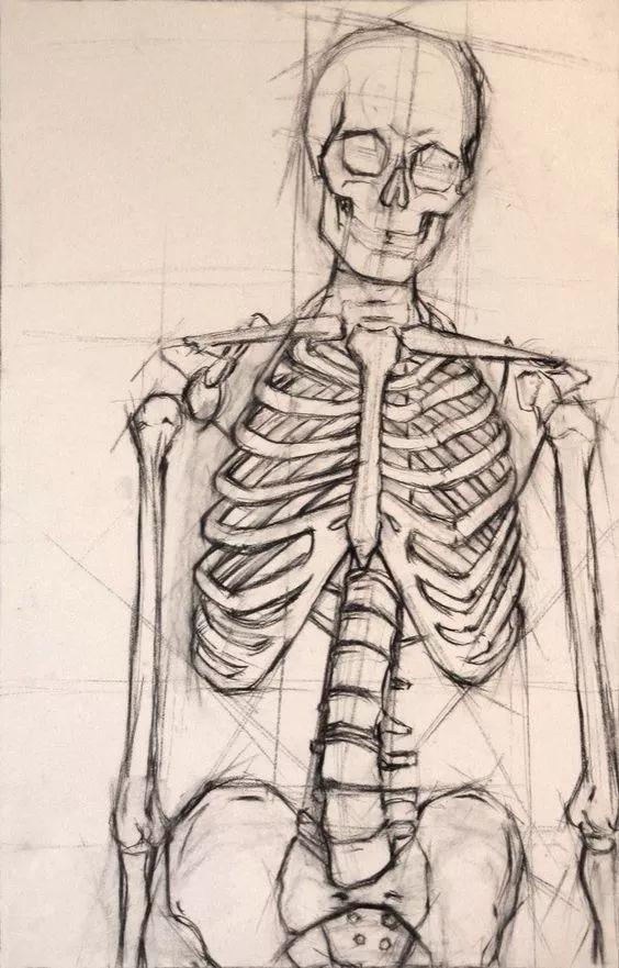 学习素描就要画人体骨骼,是每位学画者必须经历的过程.