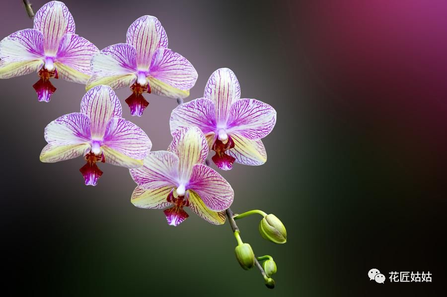 北大李迪华:支持将狗尾巴草作为中国的国花