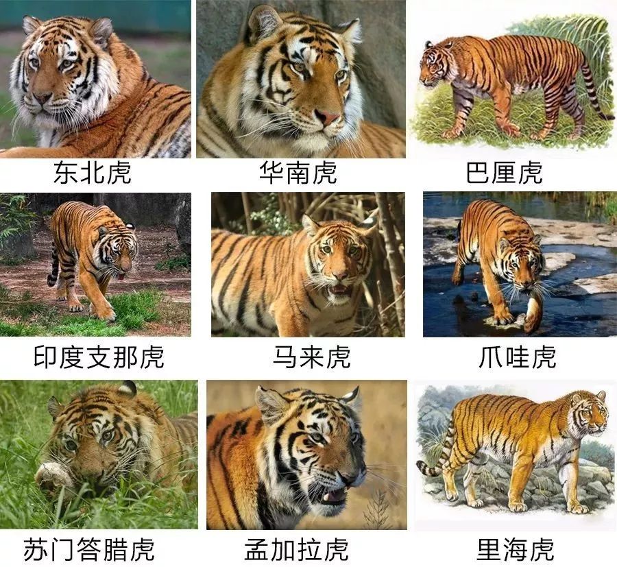 武松打死的这种老虎已经被人类野外灭族