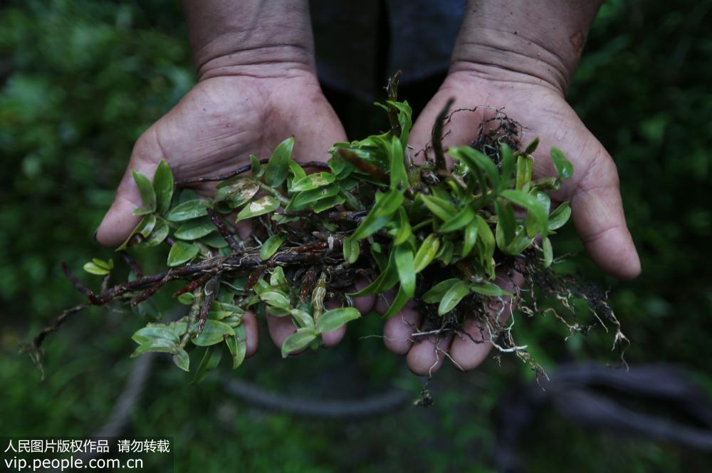 据了解,铁皮石斛有"药届大熊猫"之称,具有较高的药用价值.