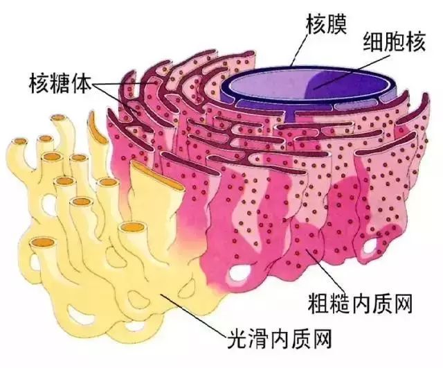 结构特点:具有双层膜.在叶绿体内部存在扁平袋状的膜结构,叫类囊体.