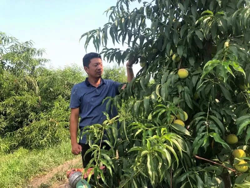 “华润安全杯”现场新闻大赛丨黄桃专家和扶贫功臣 博e百国际