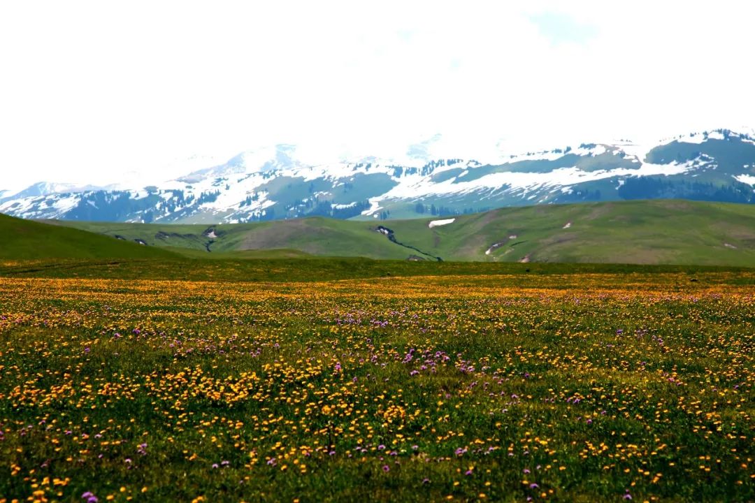 夏天的新疆,才是中国最美的地方!没有之一!每走